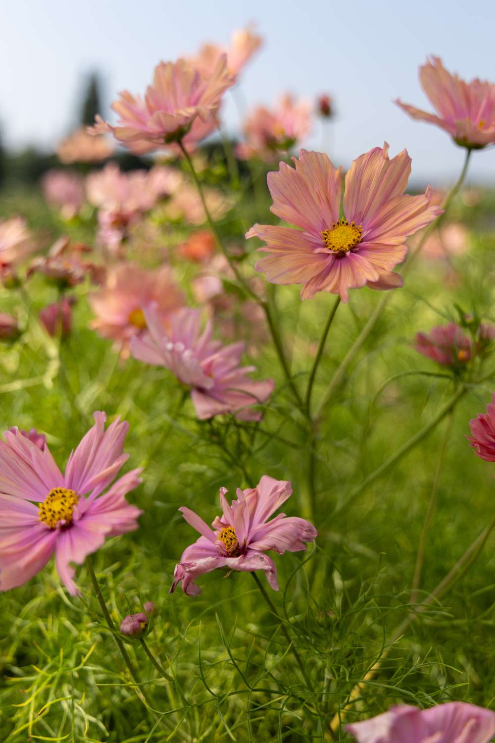 Cosmos 'Apricotta' (frø)